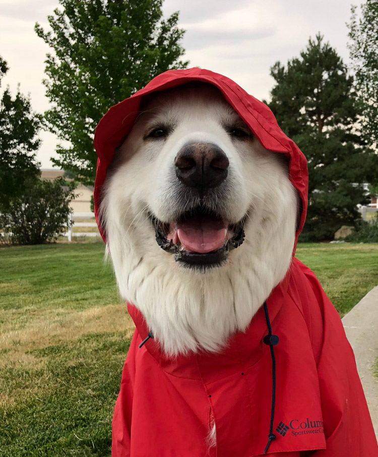 Kelly dog in Raincoat